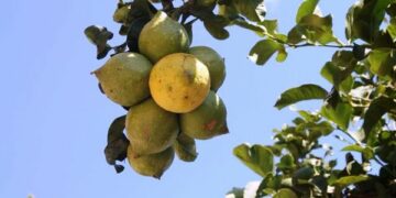 Sette limoni attaccati tra loro, un vero ”Parto plurigemellare”