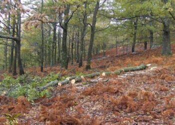 Sorpresi a tagliare alberi nel Parco della Sila, denunciati due petilini