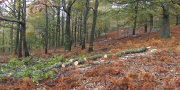 Sorpresi a tagliare alberi nel Parco della Sila, denunciati due petilini