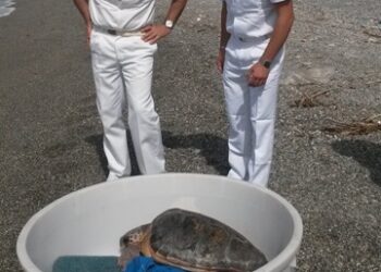 Tartaruga ‘caretta caretta’ torna in mare a San Lucido