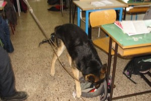 cani-antidroga-carabinieri