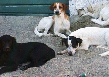 Cani randagi turbano il sonno di molti cittadini