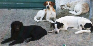 Cani randagi turbano il sonno di molti cittadini