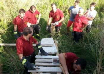 Vigili salvano due cavalli a Ciro’