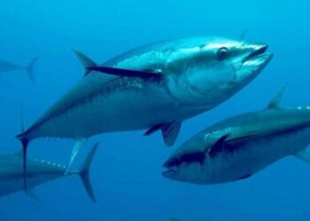 Scatta lo stop alle catture del tonno rosso