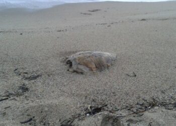 Ritrovata carcassa di tartaruga sulla spiaggia del crotonese