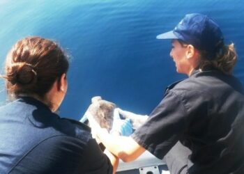 Tropea, liberata in mare la tartaruga curata a Capo Rizzuto