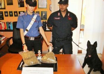 Cutro, cane antidroga trova la ‘maria’ nascosta