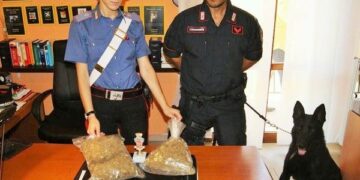 Cutro, cane antidroga trova la ‘maria’ nascosta