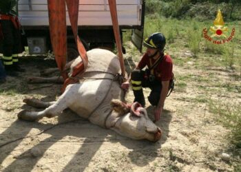 Mucca al pascolo cade in un burrone nel crotonese