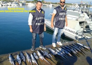 Sequestrati 40 kg di novellame di pesce spada a Schiavonea