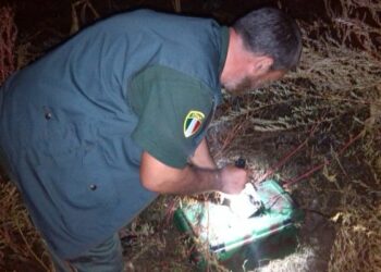 Cutro, a caccia di quaglie con richiami illegali