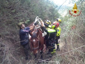 Salvataggio cavallo Gaia (2)