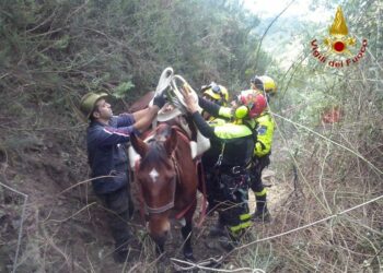 Calabria: spettacolare salvataggio di un cavallo con l’elicottero
