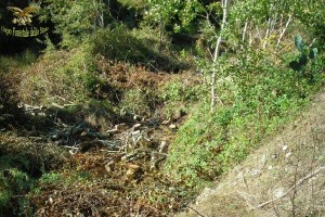 Taglio alberi di pioppo