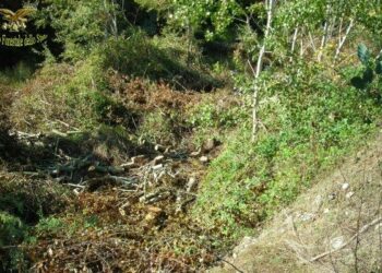 Pensionato sorpreso a rubare legna a Santa Severina