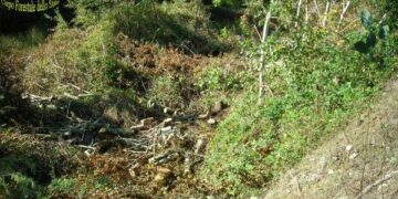 Pensionato sorpreso a rubare legna a Santa Severina