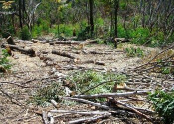 Operaio rumeno sorpreso a tagliare eucaliptus nel crotonese