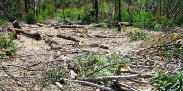 Operaio rumeno sorpreso a tagliare eucaliptus nel crotonese