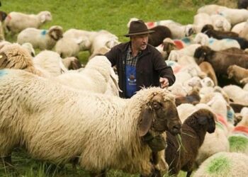 Calabria: allarme furti di bestiame e mezzi agricoli in tutta la regione