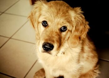 Due cani uccisi con polpette avvelenate a Cosenza