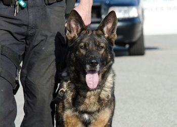 Isola: Bruce e Floyd fiutano l’eroina sotto un cumulo di pietre