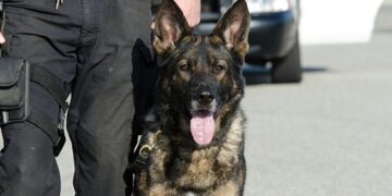 Isola: Bruce e Floyd fiutano l’eroina sotto un cumulo di pietre