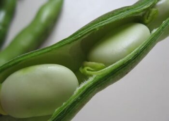 Un caso di favismo a Ciro’ Marina, arriva l’ordinanza