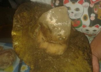 Trovato da una cirotana un grosso fungo di tre chili