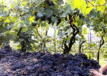 Vendemmia 2014, la piu’ scarsa dal 1950