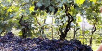 Vendemmia 2014, la piu’ scarsa dal 1950