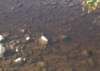 Scarichi di frantoi nei fiumi del crotonese, denuncia dell’Anpana