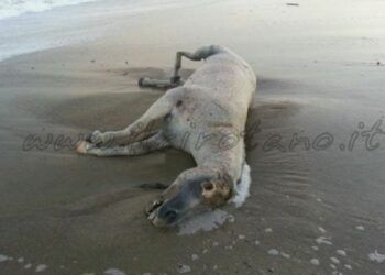 Trovato cavallo morto sulla spiaggia di Ciro’ Marina