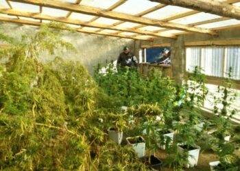 Scoperta ‘fabbrica’ di marijuana nel cosentino: sequestrati 200kg di erba