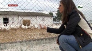 Siamo tutti oche Report