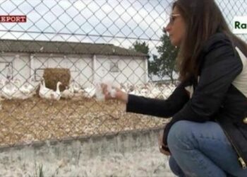 ‘Siamo tutti oche’, deputati M5S: atrocita’ dietro i grandi marchi