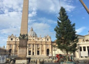 Arrivato a San Pietro abete donato dalla Calabria