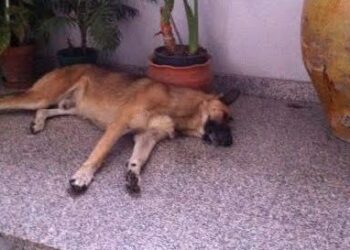 Mandatoriccio, cane morto davanti al portone del sindaco