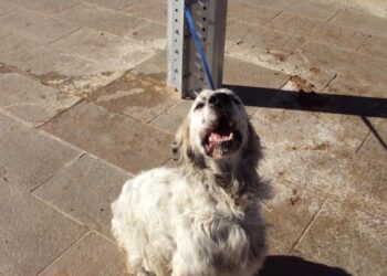 Crotone, trovato cane legato ad un palo