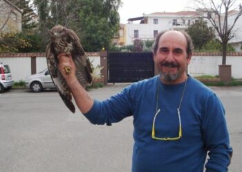 Salvata Poiana ferita da un bracconiere a Ciro’ Marina