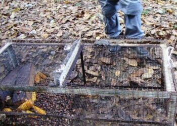 Catturava ghiri nel Parco d’Aspromonte, denunciato bracconiere