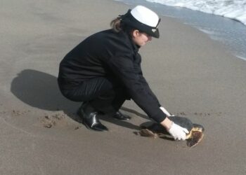 Isola Capo Rizzuto, curate e liberate le tartarughe Lucia e Immacolata
