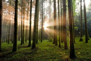 Parco Naturale Regionale delle Serre