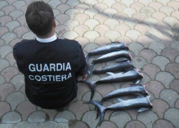 Ionio cosentino, controlli sulla filiera della pesca: sequestri e multe