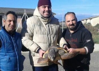 Salvata tartaruga in difficolta’ a Isola Capo Rizzuto