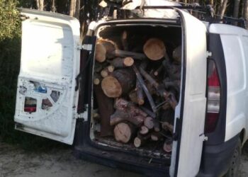 Lamezia Terme, arrestati due fratelli per furto di pini