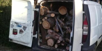 Lamezia Terme, arrestati due fratelli per furto di pini