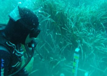 All’Amp Capo Rizzuto strumenti innovativi per monitorare le piante acquatiche