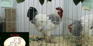 Campioni di razza avicola a Ciro’ Marina