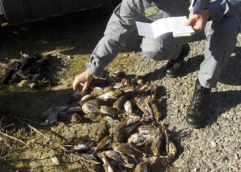 Cacciano merli, denunciate 6 persone nel crotonese